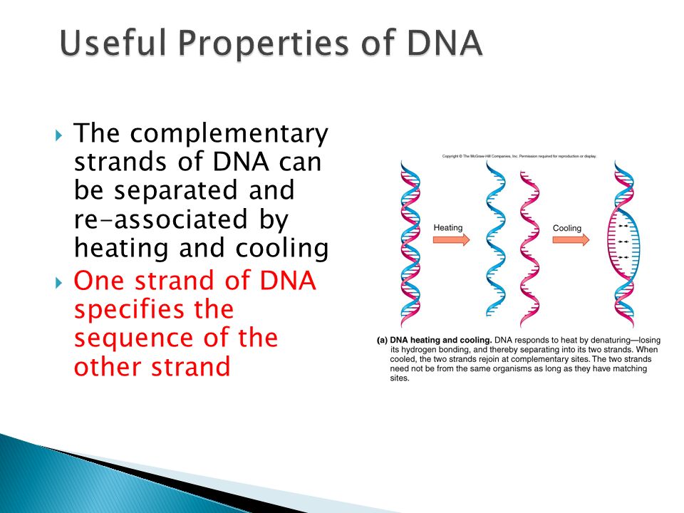  The complementary strands of DNA can be separated and re-associated by heating and cooling  One strand of DNA specifies the sequence of the other strand