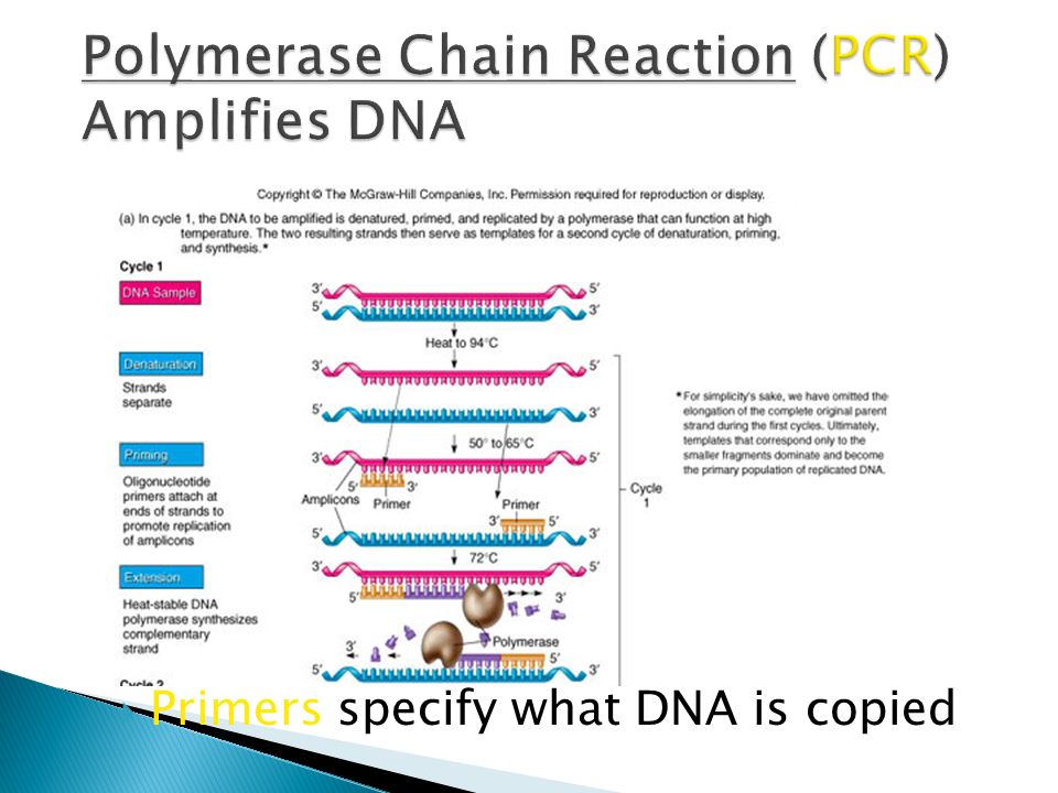  Primers specify what DNA is copied