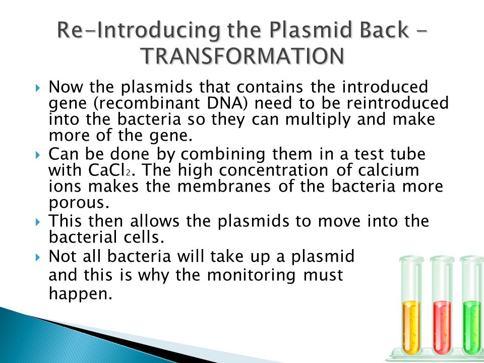  Now the plasmids that contains the introduced gene (recombinant DNA) need to be reintroduced into the bacteria so they can multiply and make more of the gene.