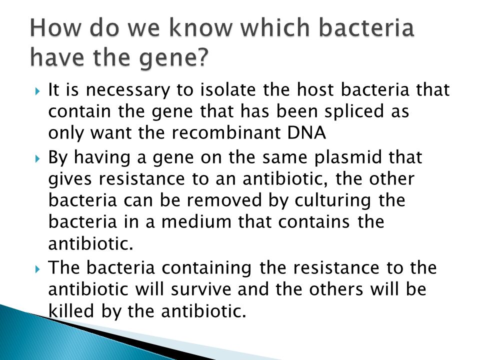  It is necessary to isolate the host bacteria that contain the gene that has been spliced as only want the recombinant DNA  By having a gene on the same plasmid that gives resistance to an antibiotic, the other bacteria can be removed by culturing the bacteria in a medium that contains the antibiotic.