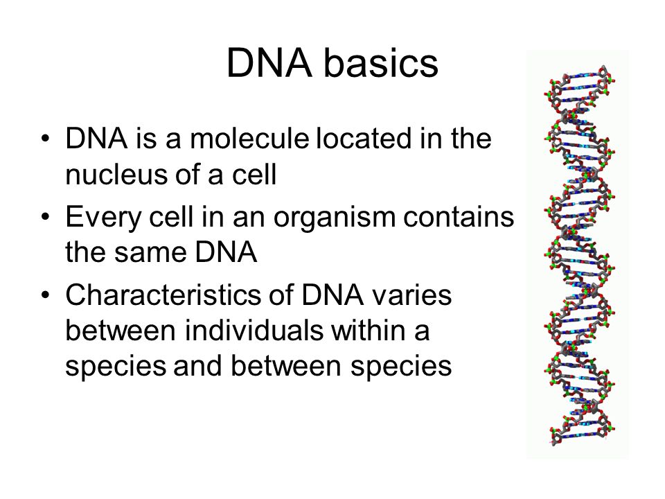 DNA basics DNA is a molecule located in the nucleus of a cell Every cell in an organism contains the same DNA Characteristics of DNA varies between individuals within a species and between species