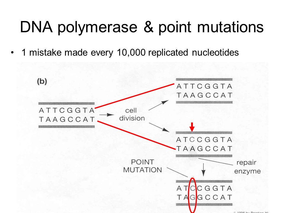 DNA polymerase & point mutations 1 mistake made every 10,000 replicated nucleotides