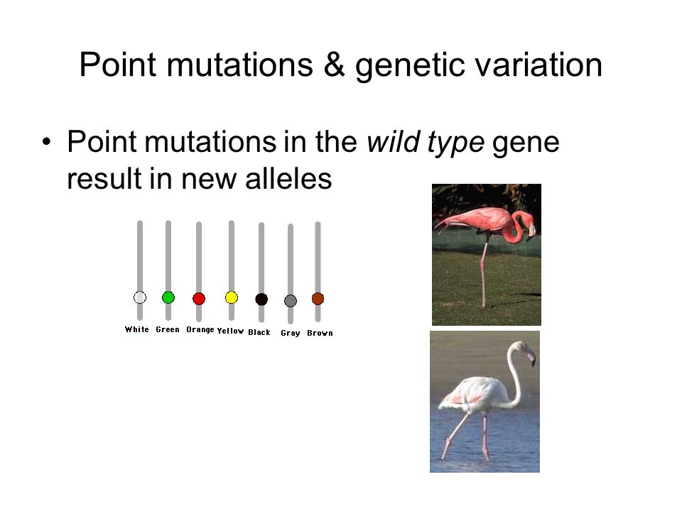 Point mutations & genetic variation Point mutations in the wild type gene result in new alleles