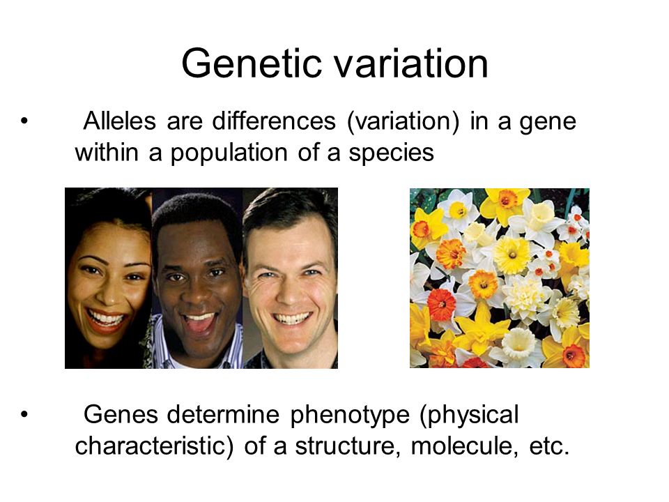 Genetic variation Alleles are differences (variation) in a gene within a population of a species Genes determine phenotype (physical characteristic) of a structure, molecule, etc.