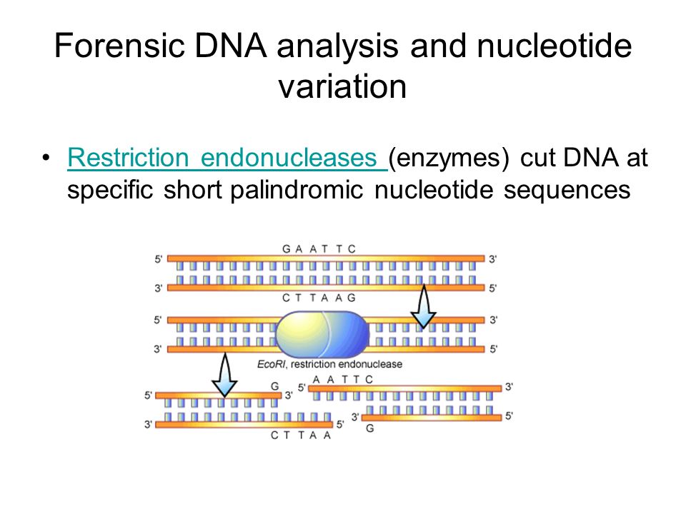 Forensic DNA analysis and nucleotide variation Restriction endonucleases (enzymes) cut DNA at specific short palindromic nucleotide sequencesRestriction endonucleases