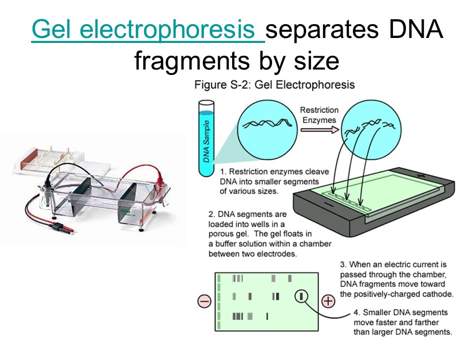 Gel electrophoresis Gel electrophoresis separates DNA fragments by size