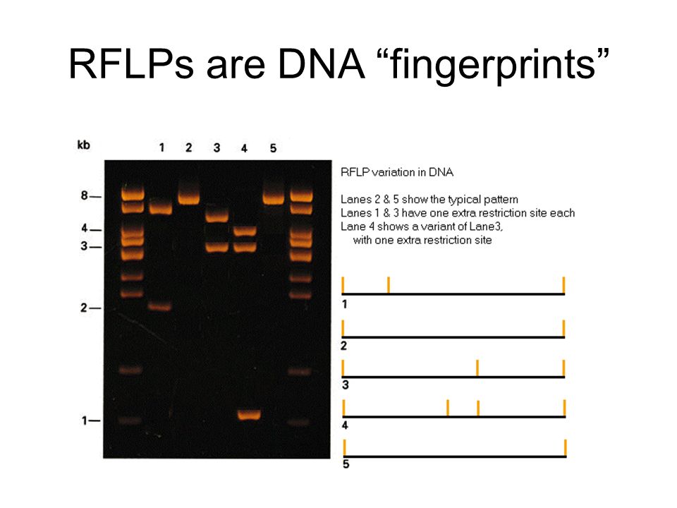 RFLPs are DNA fingerprints