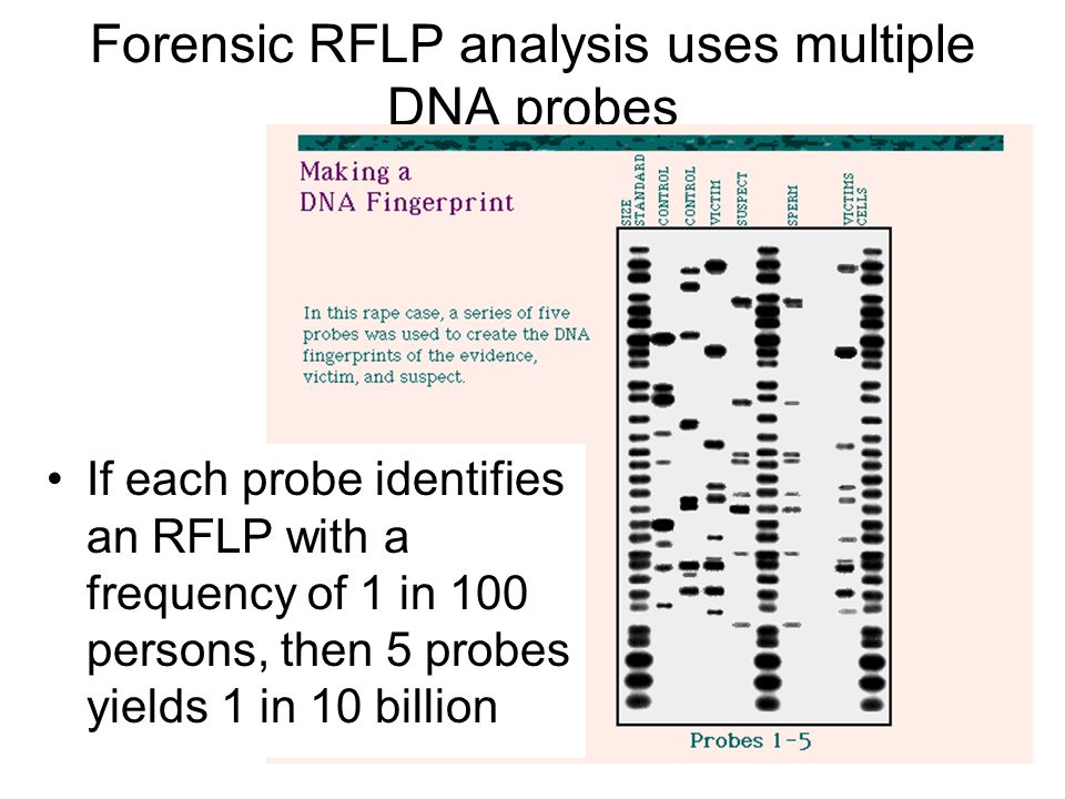 Forensic RFLP analysis uses multiple DNA probes If each probe identifies an RFLP with a frequency of 1 in 100 persons, then 5 probes yields 1 in 10 billion