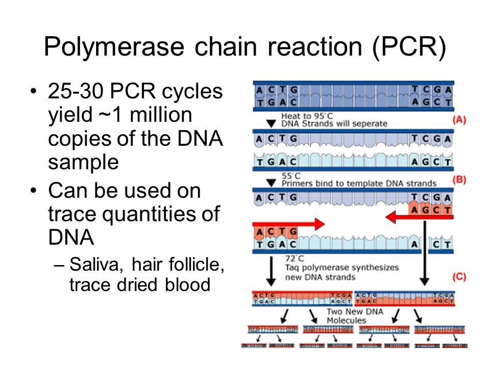 Polymerase chain reaction (PCR) PCR cycles yield ~1 million copies of the DNA sample Can be used on trace quantities of DNA –Saliva, hair follicle, trace dried blood
