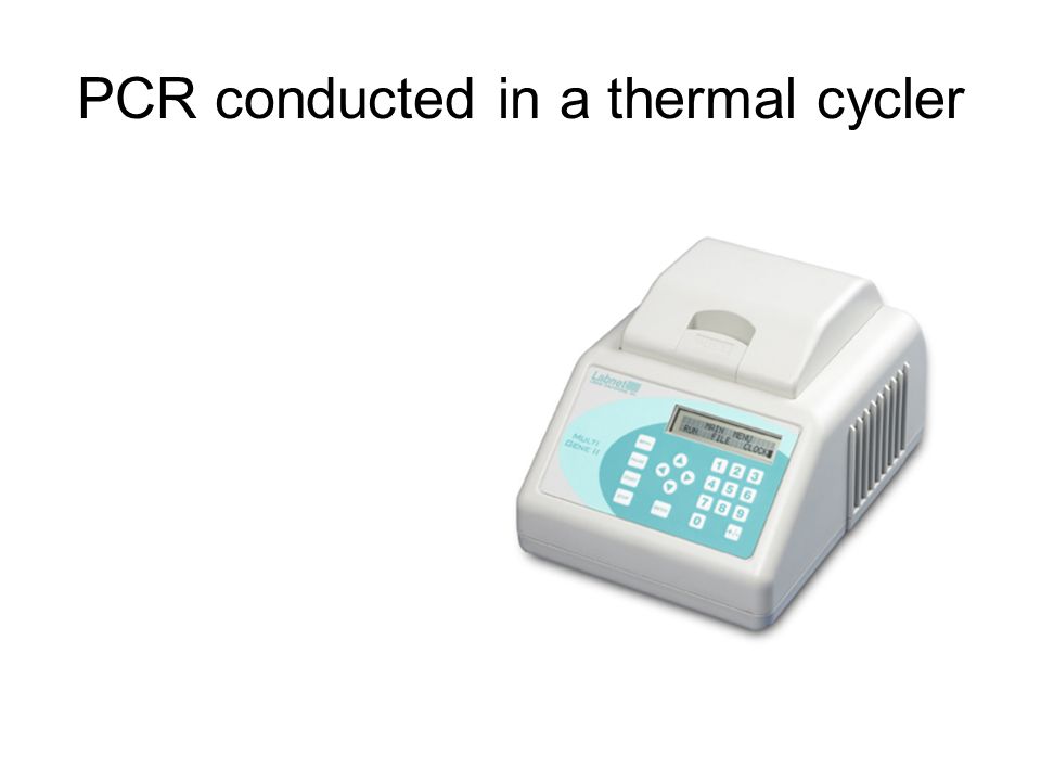 PCR conducted in a thermal cycler