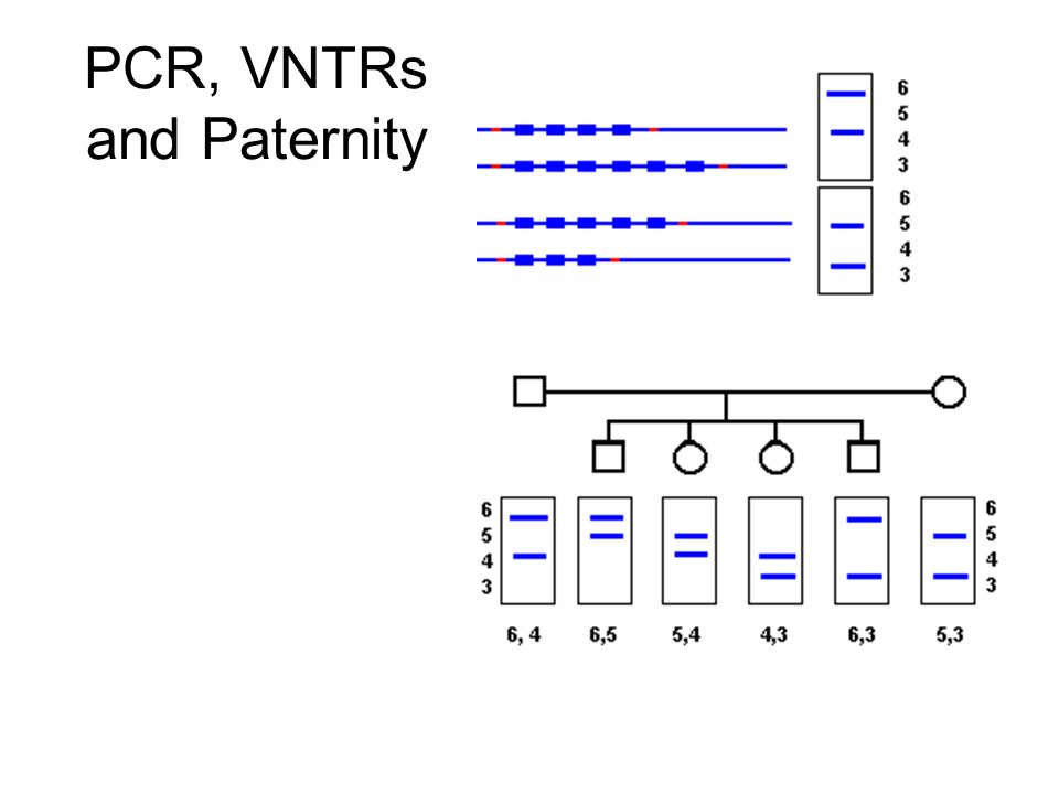 PCR, VNTRs and Paternity
