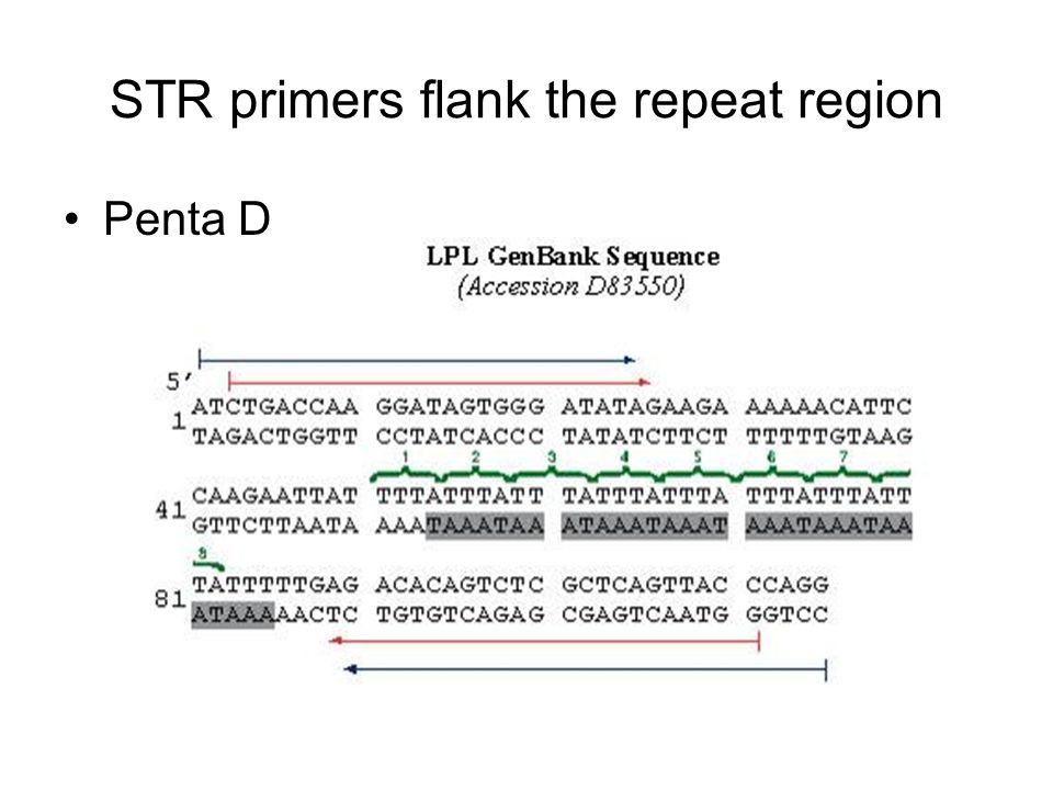 STR primers flank the repeat region Penta D