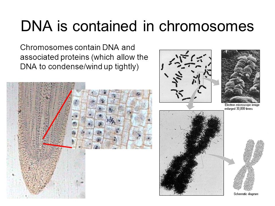 DNA is contained in chromosomes Chromosomes contain DNA and associated proteins (which allow the DNA to condense/wind up tightly)