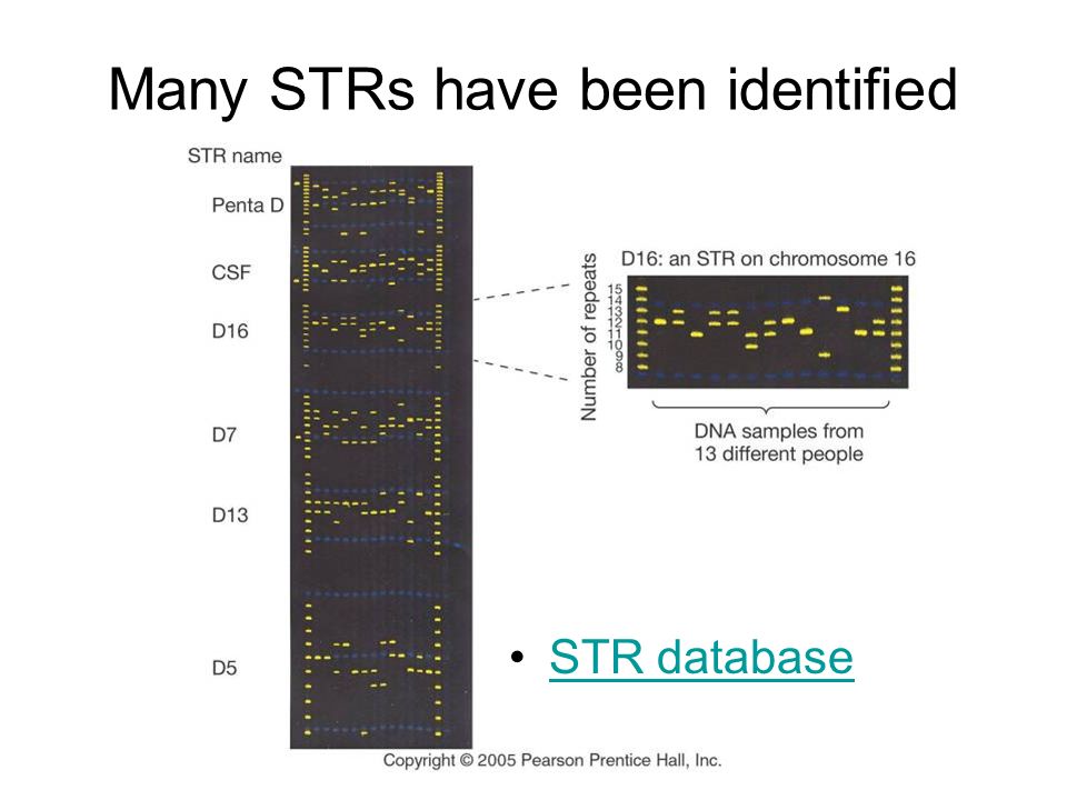 Many STRs have been identified STR database