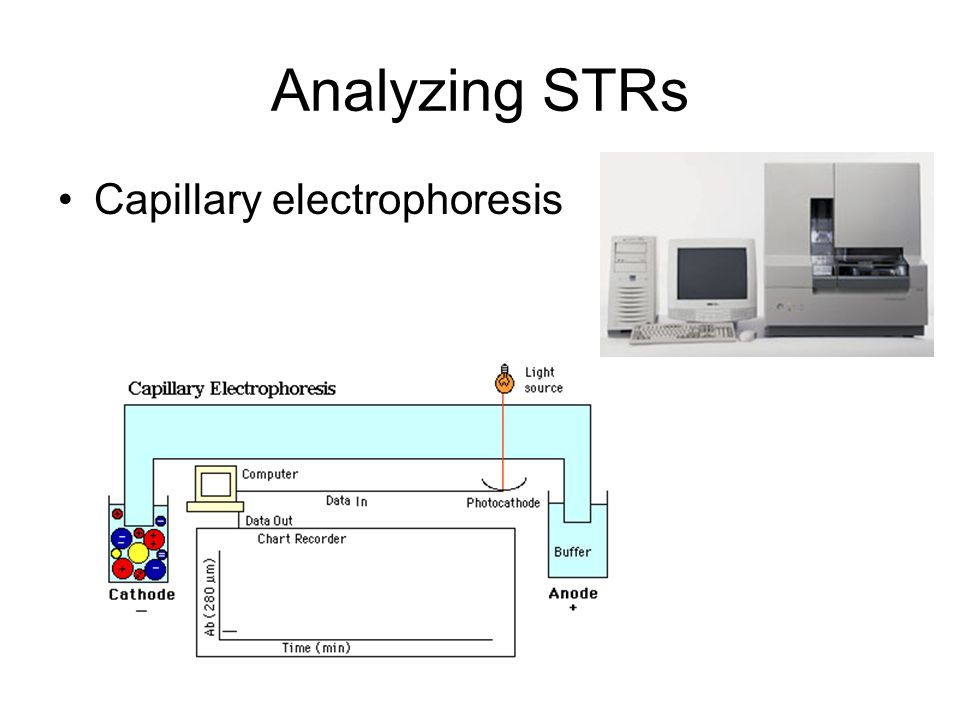 Analyzing STRs Capillary electrophoresis