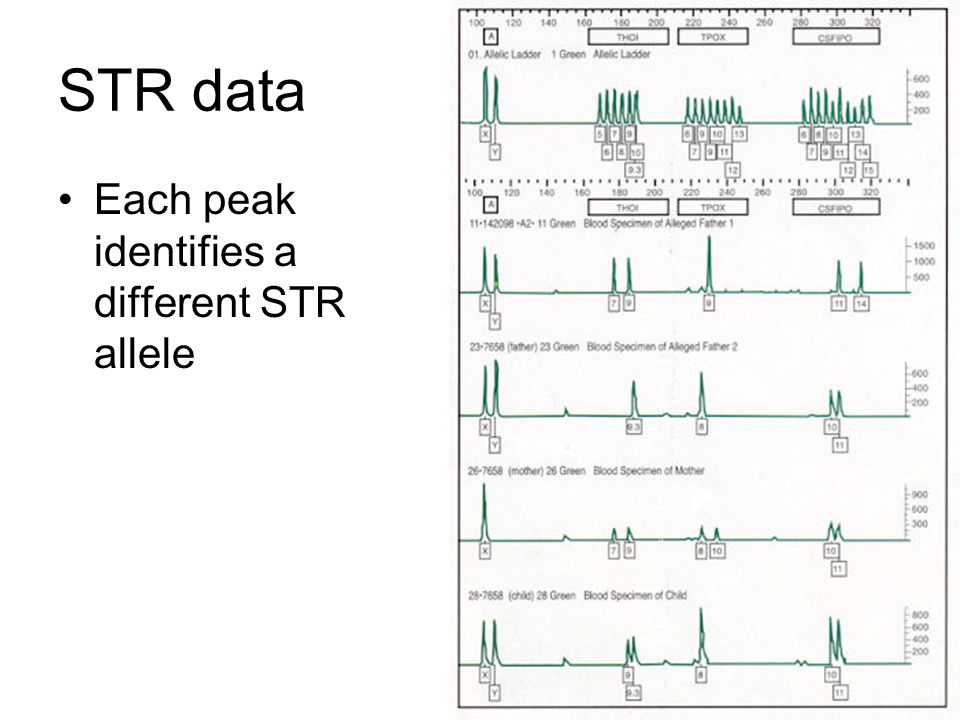 STR data Each peak identifies a different STR allele