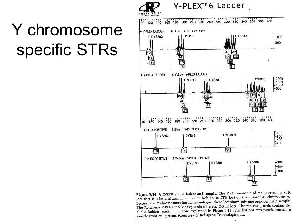 Y chromosome specific STRs