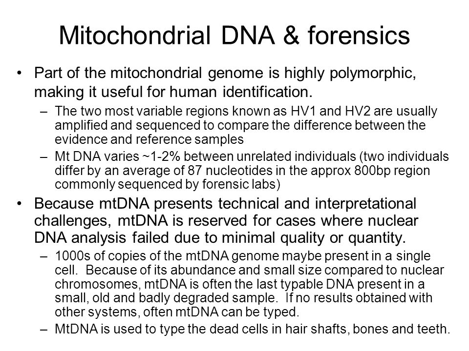 Mitochondrial DNA & forensics Part of the mitochondrial genome is highly polymorphic, making it useful for human identification.