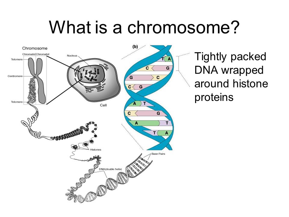 What is a chromosome Tightly packed DNA wrapped around histone proteins