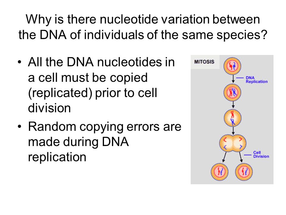 Why is there nucleotide variation between the DNA of individuals of the same species.