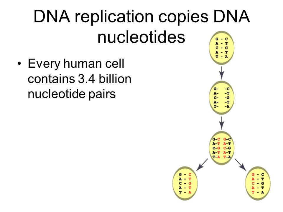 Every human cell contains 3.4 billion nucleotide pairs DNA replication copies DNA nucleotides