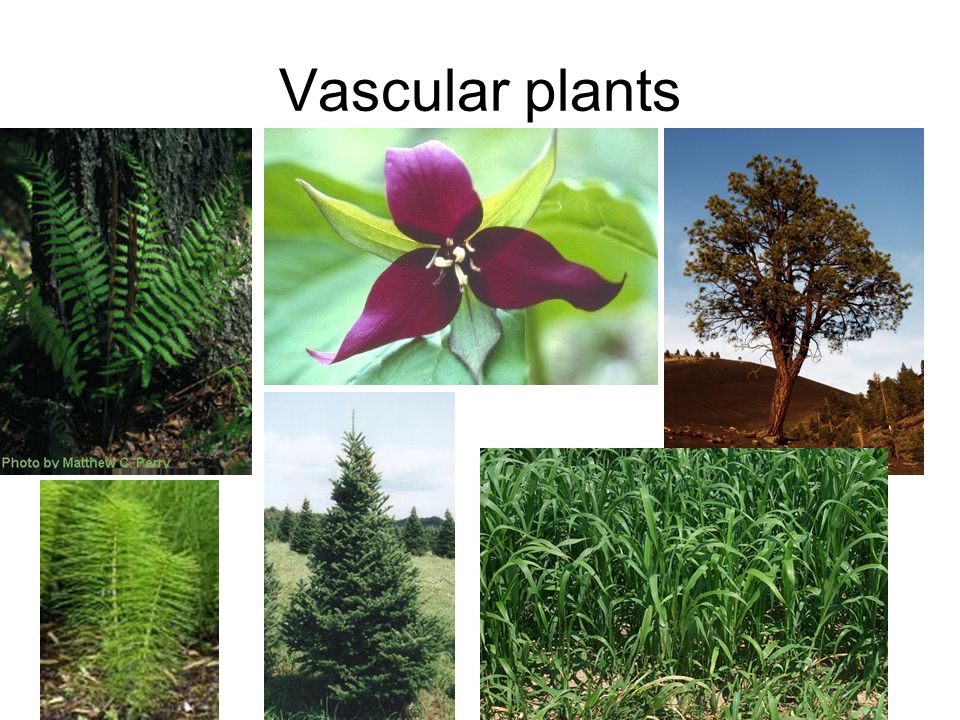 vascular plants