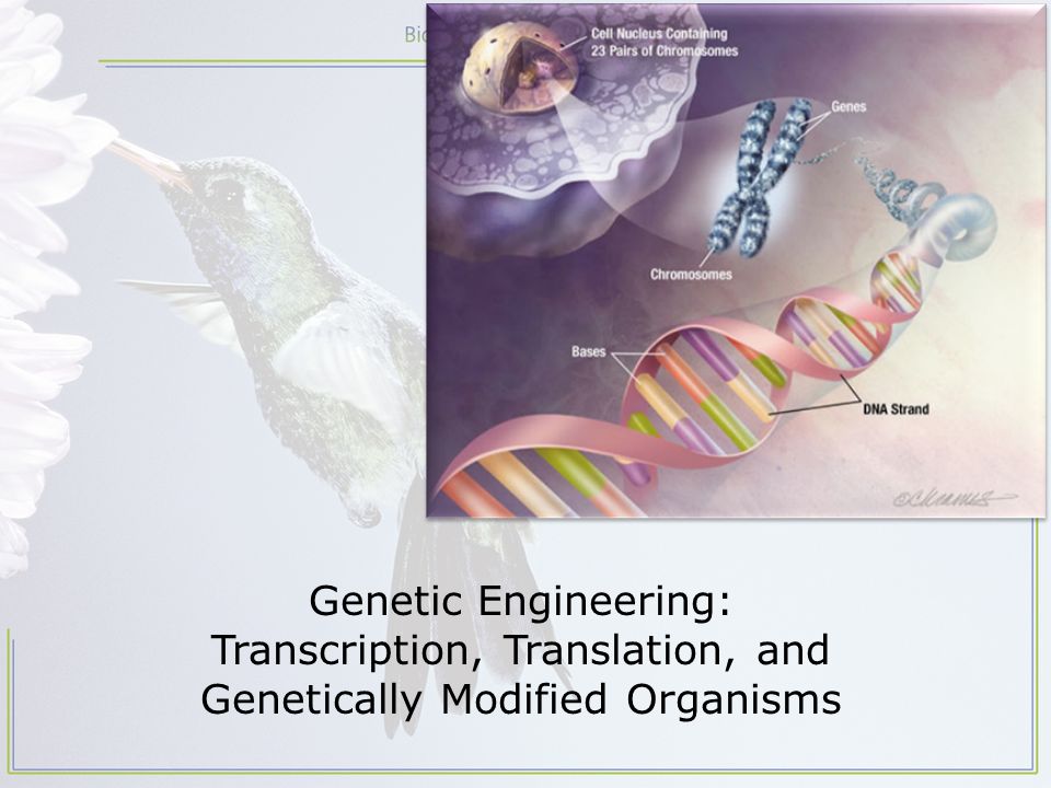 Genetic Engineering: Transcription, Translation, and Genetically Modified Organisms