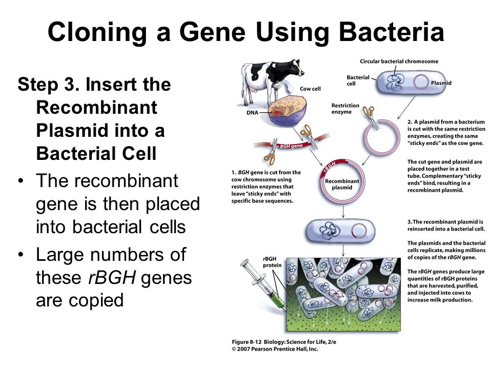 Cloning a Gene Using Bacteria Step 3.