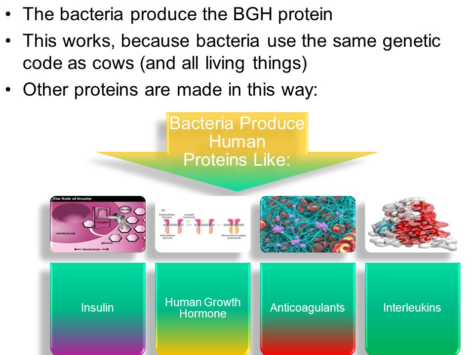 The bacteria produce the BGH protein This works, because bacteria use the same genetic code as cows (and all living things) Other proteins are made in this way: Bacteria Produce Human Proteins Like: