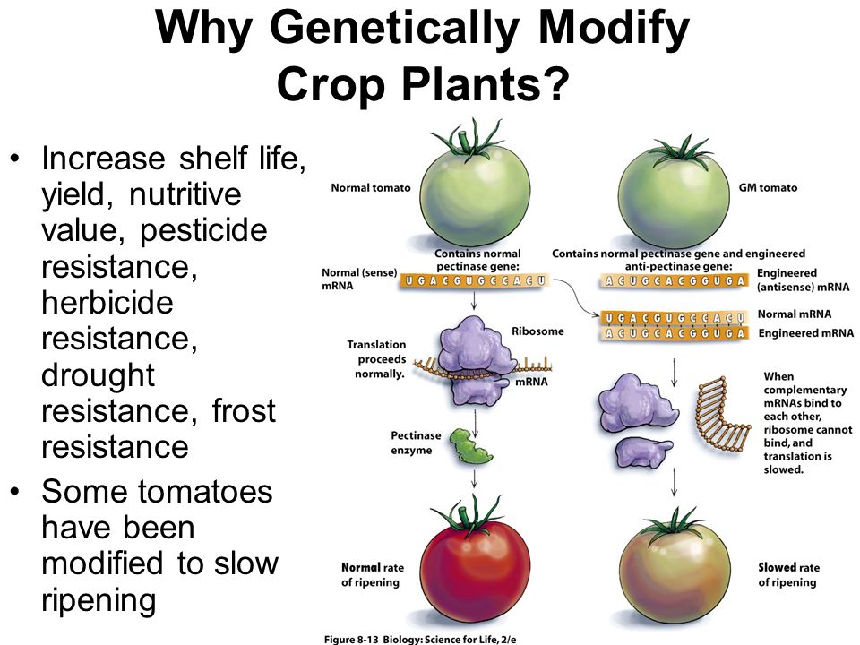 Why Genetically Modify Crop Plants.