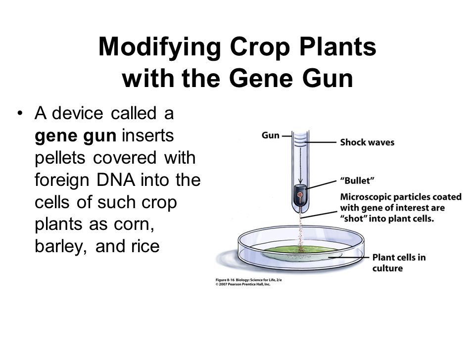 Modifying Crop Plants with the Gene Gun A device called a gene gun inserts pellets covered with foreign DNA into the cells of such crop plants as corn, barley, and rice