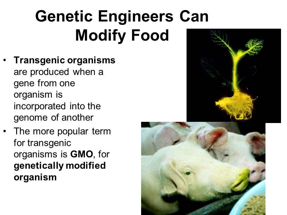 Genetic Engineers Can Modify Food Transgenic organisms are produced when a gene from one organism is incorporated into the genome of another The more popular term for transgenic organisms is GMO, for genetically modified organism