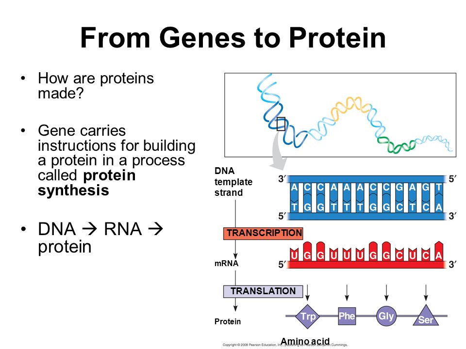From Genes to Protein How are proteins made.
