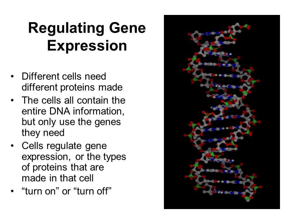 Regulating Gene Expression Different cells need different proteins made The cells all contain the entire DNA information, but only use the genes they need Cells regulate gene expression, or the types of proteins that are made in that cell turn on or turn off