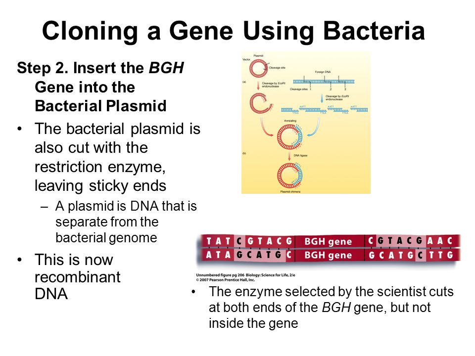 Cloning a Gene Using Bacteria Step 2.