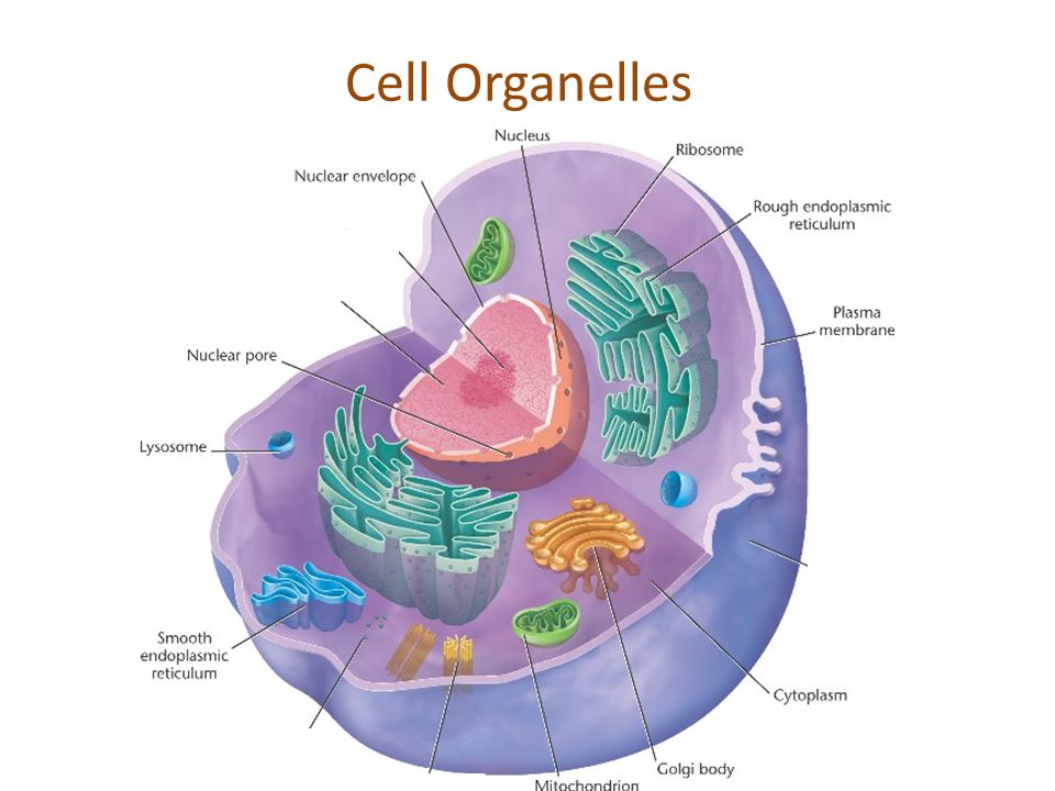 basic unit of life