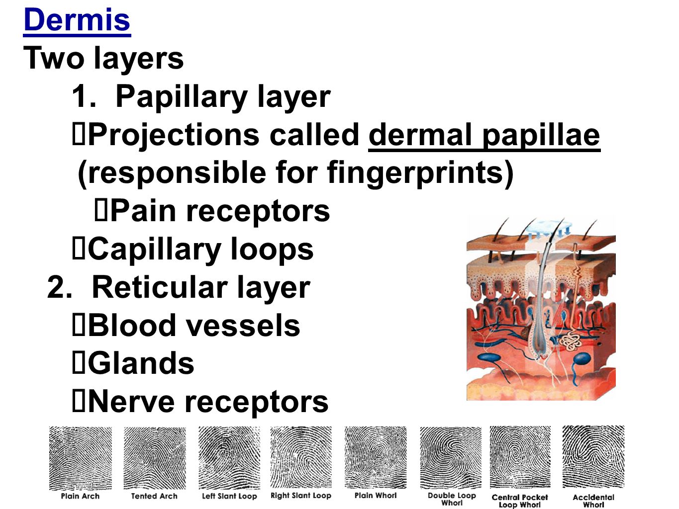 Image result for dermis layer responsible for fingerprints