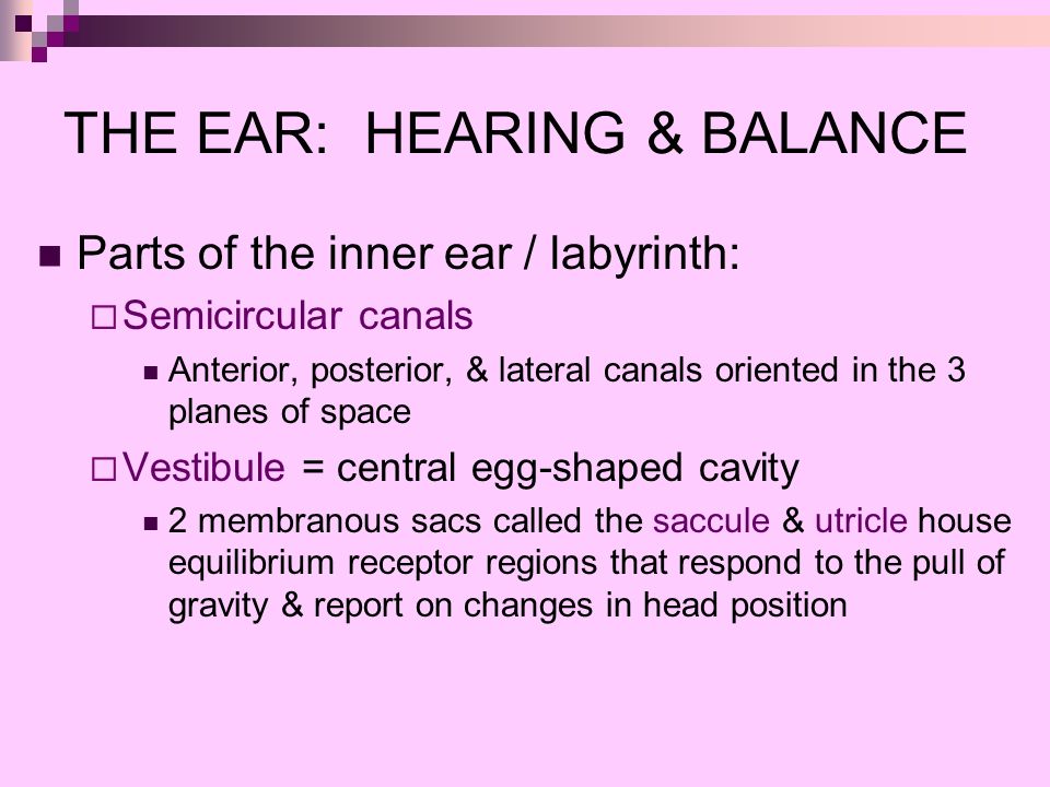 Worksheets The Ear Hearing And Balance Worksheet Answers collection the ear hearing and balance worksheet photos kaessey special senses taste smell touch sight amp balance