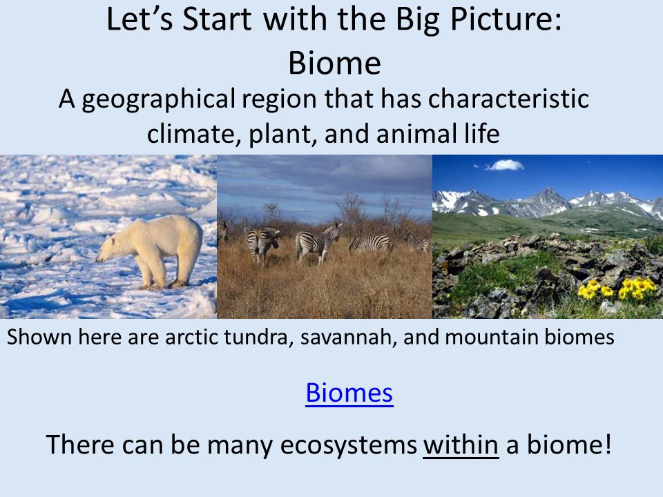 tundra characteristic