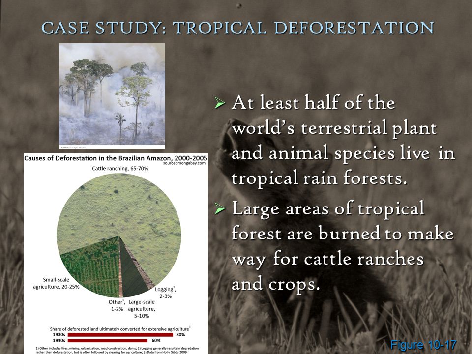Deforestation case study ppt
