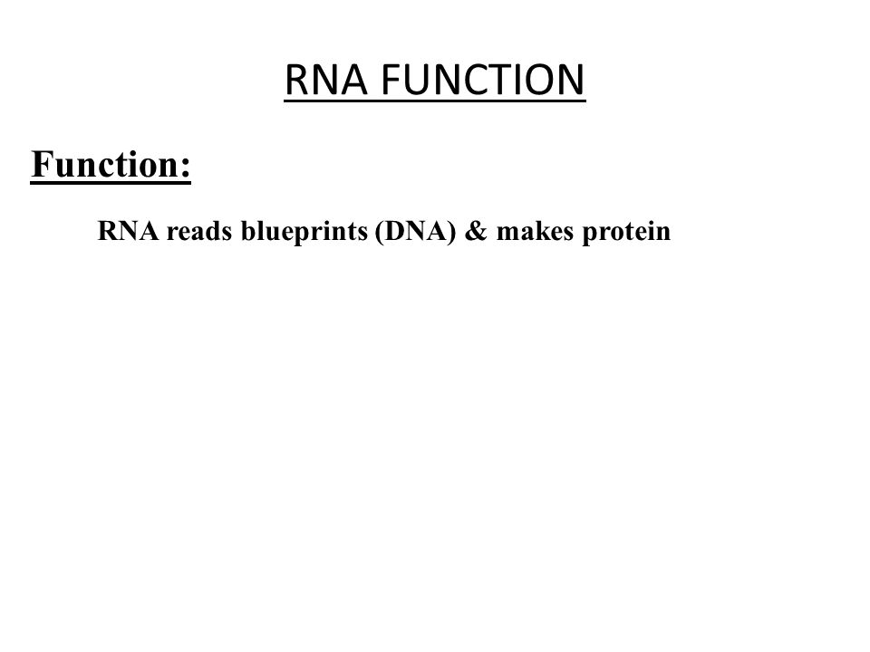 RNA FUNCTION Function: RNA reads blueprints (DNA) & makes protein