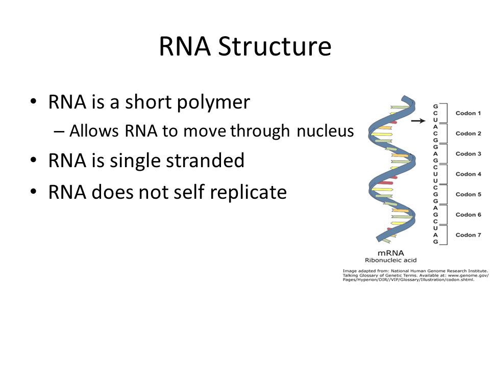 RNA Structure RNA is a short polymer – Allows RNA to move through nucleus RNA is single stranded RNA does not self replicate