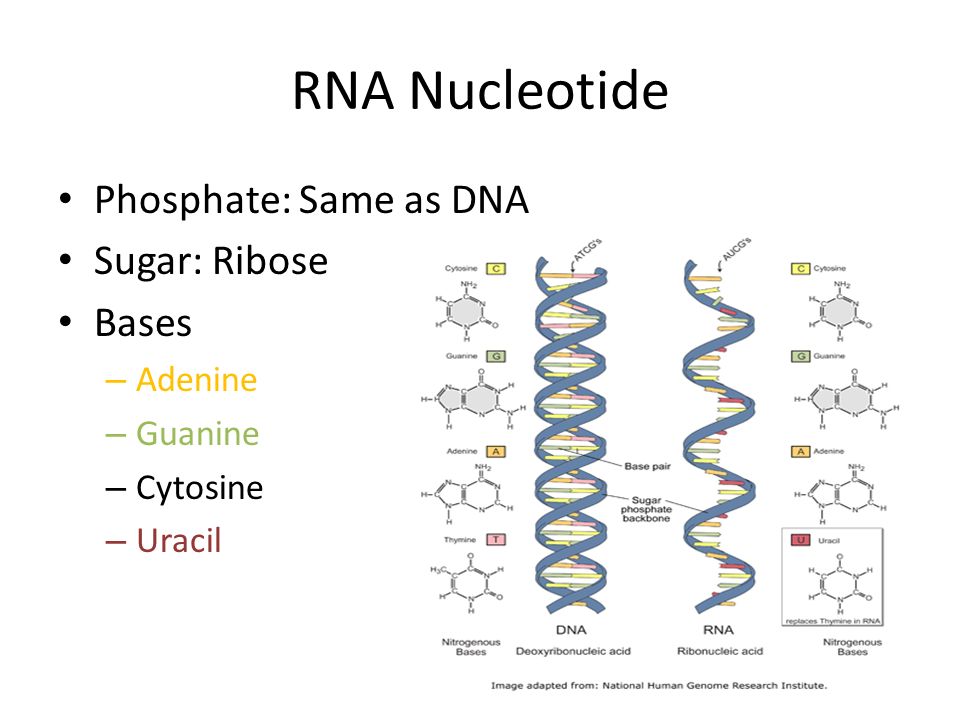 RNA Nucleotide Phosphate: Same as DNA Sugar: Ribose Bases – Adenine – Guanine – Cytosine – Uracil