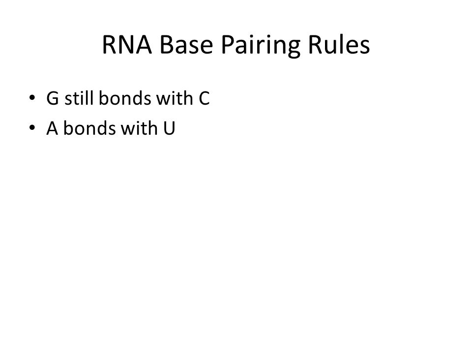RNA Base Pairing Rules G still bonds with C A bonds with U