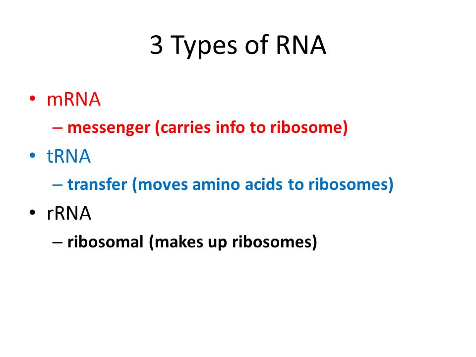 3 Types of RNA mRNA – messenger (carries info to ribosome) tRNA – transfer (moves amino acids to ribosomes) rRNA – ribosomal (makes up ribosomes)