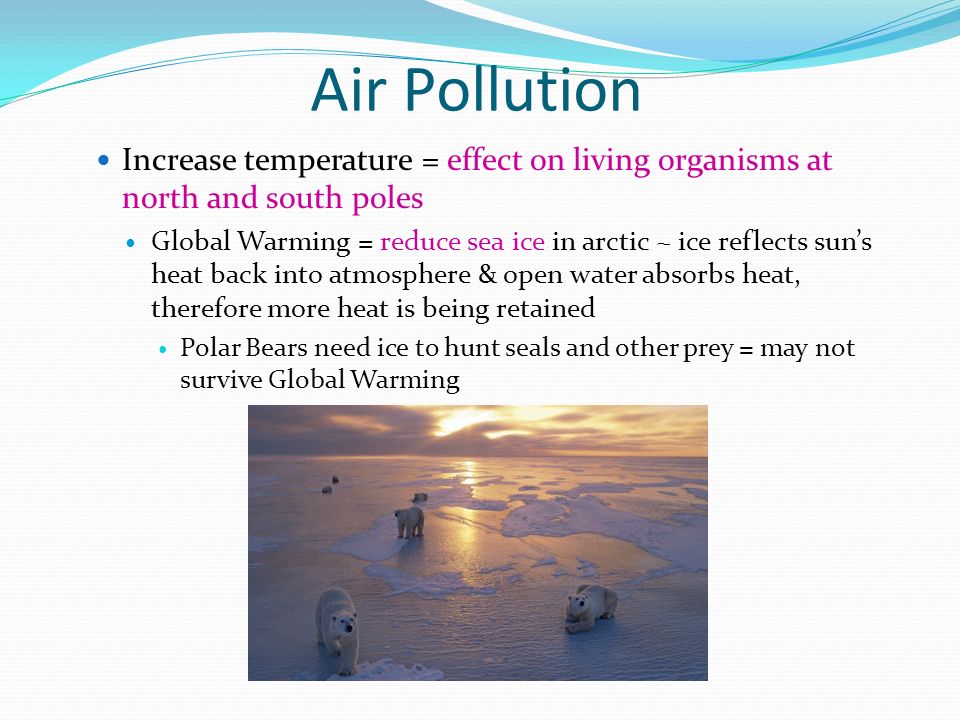 Air Pollution Increase temperature = effect on living organisms at north and south poles Global Warming = reduce sea ice in arctic ~ ice reflects sun’s heat back into atmosphere & open water absorbs heat, therefore more heat is being retained Polar Bears need ice to hunt seals and other prey = may not survive Global Warming