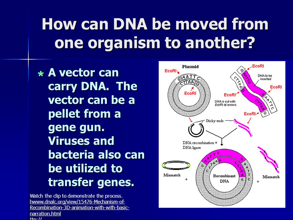 How can DNA be moved from one organism to another.