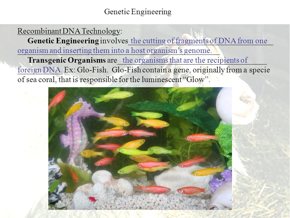 Recombinant DNA Technology: Genetic Engineering involves____________________________________ __________________________________________________ Transgenic Organisms are_____________________________________ ___________ Ex: Glo-Fish.