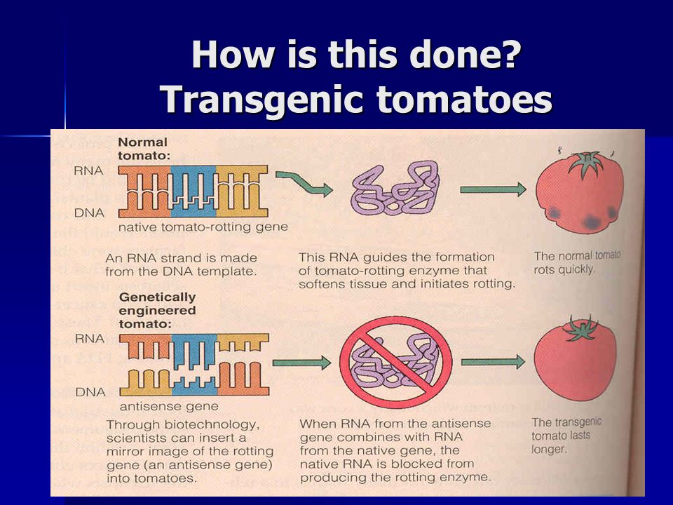 How is this done Transgenic tomatoes