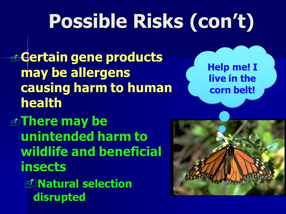Possible Risks (con’t)  Certain gene products may be allergens causing harm to human health  There may be unintended harm to wildlife and beneficial insects  Natural selection disrupted Help me.